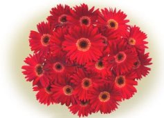 Red Gerbera Daisies